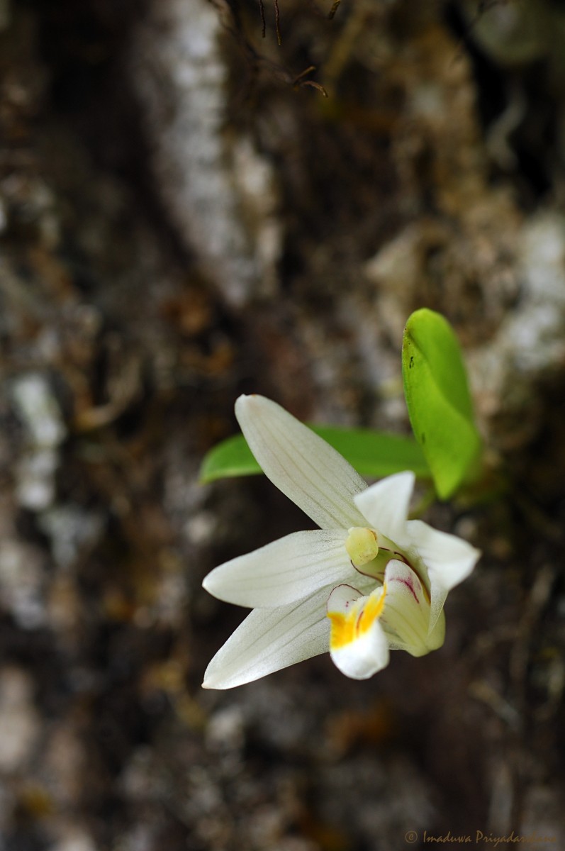 Porpax braccata (Lindl.) Schuit., Y.P.Ng & H.A.Pedersen